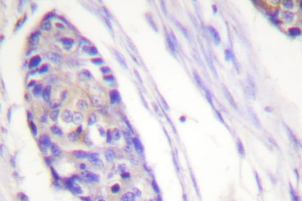 TUBB / Beta Tubulin Antibody (Gly434)