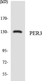 PER3 Antibody (aa2-51)
