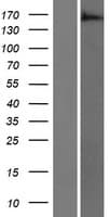 ARAP3 Protein (Over-Expression Lysate Myc-DDK (Flag))