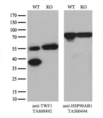 TWF1 / PTK9 Antibody (aa140-384, clone OTI5C11)