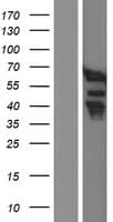 HFip1 / FIP1L1 Protein (Over-Expression Lysate Myc-DDK (Flag))