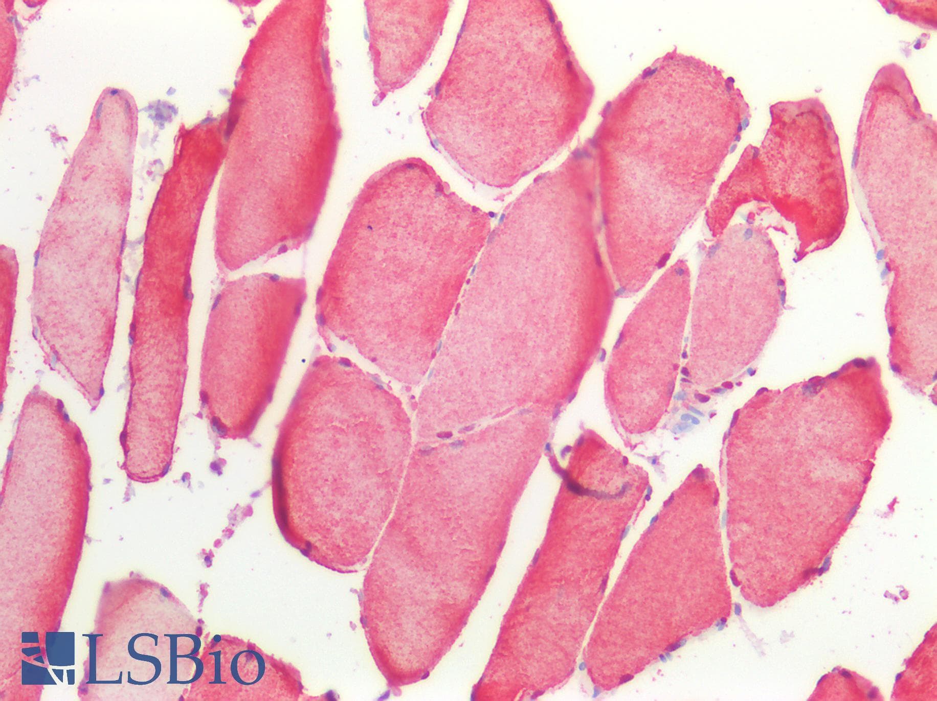PathPlus™ GAPDH Antibody (aa30-44)