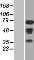 NELFA / WHSC2 Protein (Over-Expression Lysate Myc-DDK (Flag))