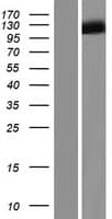 SYNPO2L Protein (Over-Expression Lysate Myc-DDK (Flag))