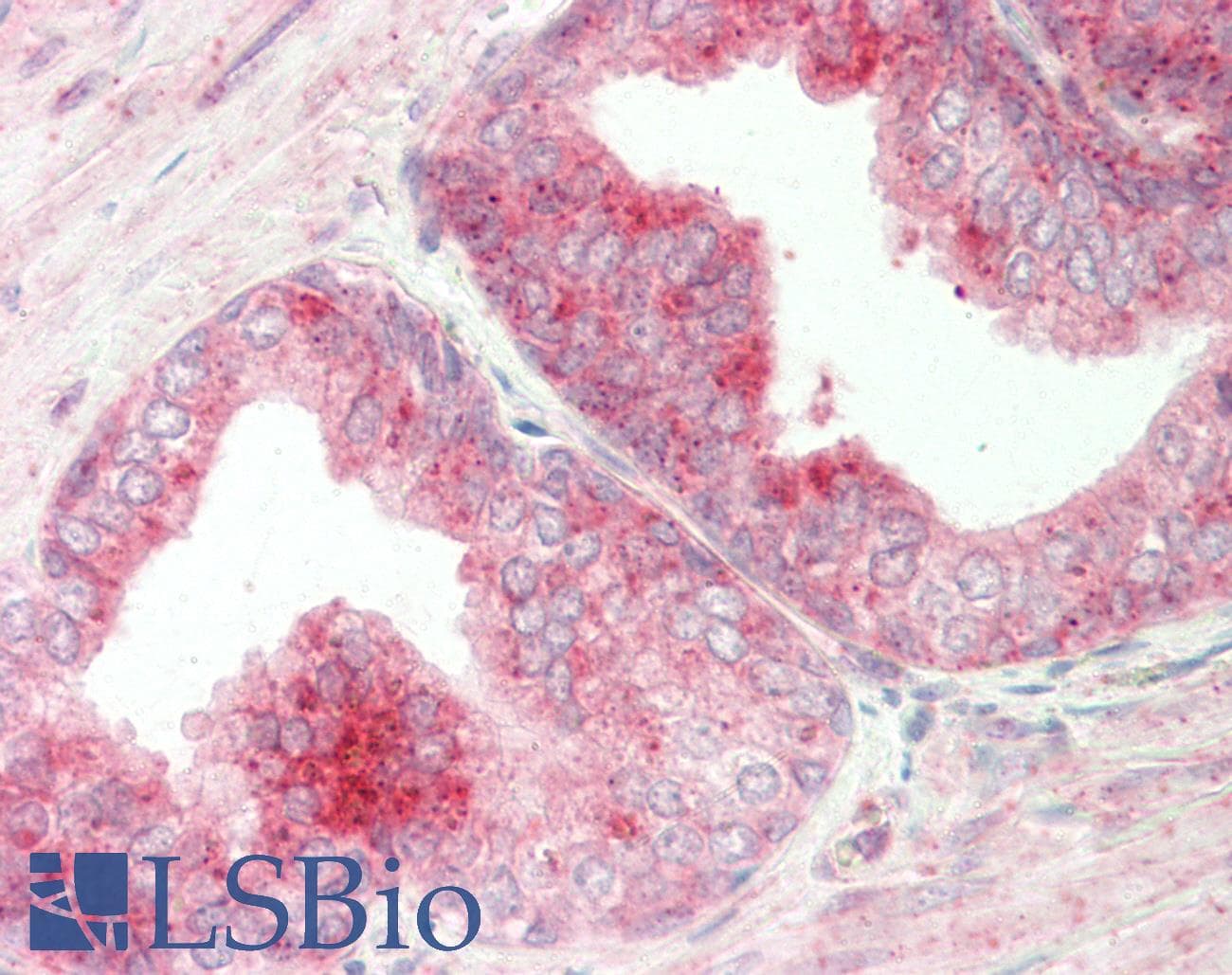 IHC-plus™ CREB3 / LZIP Antibody (aa66-94)