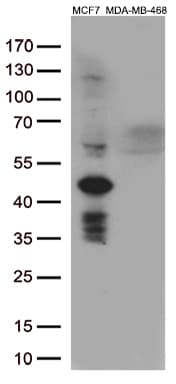 GATA3 Antibody (aa155-443, clone OTI1A5, Carrier-free)