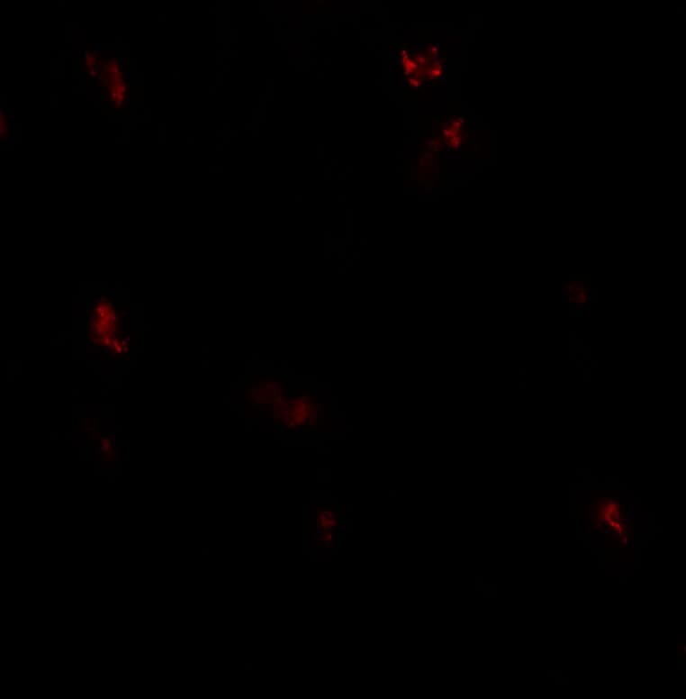 GPRASP1 / GASP-1 Antibody