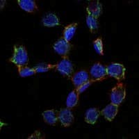 CD105 Antibody (clone 3A9)