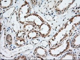 KSP32 / MIOX Antibody (clone OTI4G7, Carrier-free)