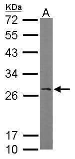 RANBP1 Antibody (aa1-201)