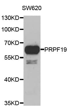 PRPF19 / PRP19 Antibody