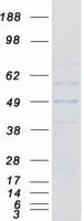 Human RABGGTA Protein (Recombinant Myc-DDK (Flag))