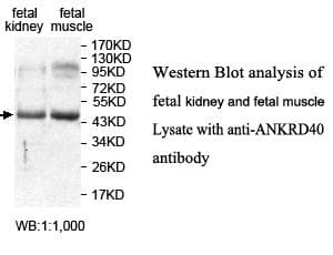 ANKRD40 Antibody (aa126-326)