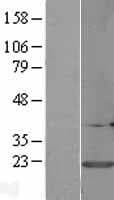 CALM3 / Calmodulin 3 Protein (Over-Expression Lysate Myc-DDK (Flag))