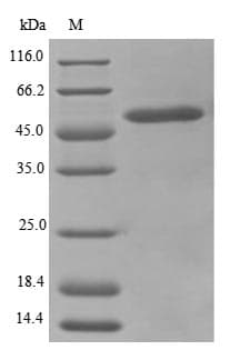 Mouse HADHA Protein (Recombinant 10His, N-terminus + Myc, C-terminus)