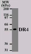 TNFRSF10A / DR4 Antibody (aa2-21, clone 32A1380, Azide-free)