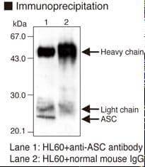 PYCARD / ASC / TMS1 Antibody (clone 23-4)