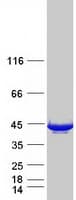 Human L3HYPDH / C14orf149 Protein (Recombinant Myc-DDK (Flag))