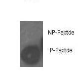 RB1 / Retinoblastoma / RB Antibody (phospho-Ser780)