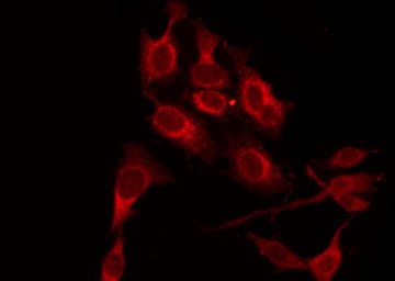 BCL2L1 / BCL-XL Antibody
