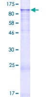 Human ZNF560 Protein (Recombinant GST)
