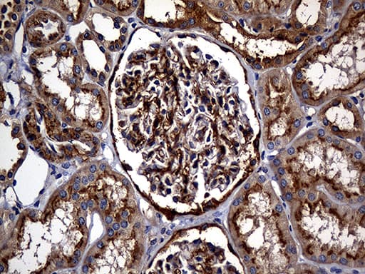 Monoclonal Mouse anti-Human CPM / Carboxypeptidase M Antibody (clone OTI4E11, aa124-423, IHC, WB)