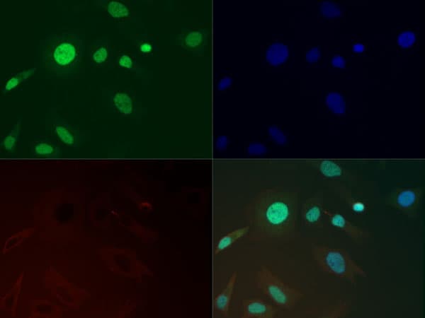 HIST3H3 Antibody (Me3-Lys37)