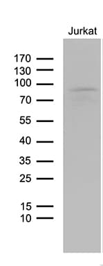 LZTS1 Antibody (clone OTI3D12)