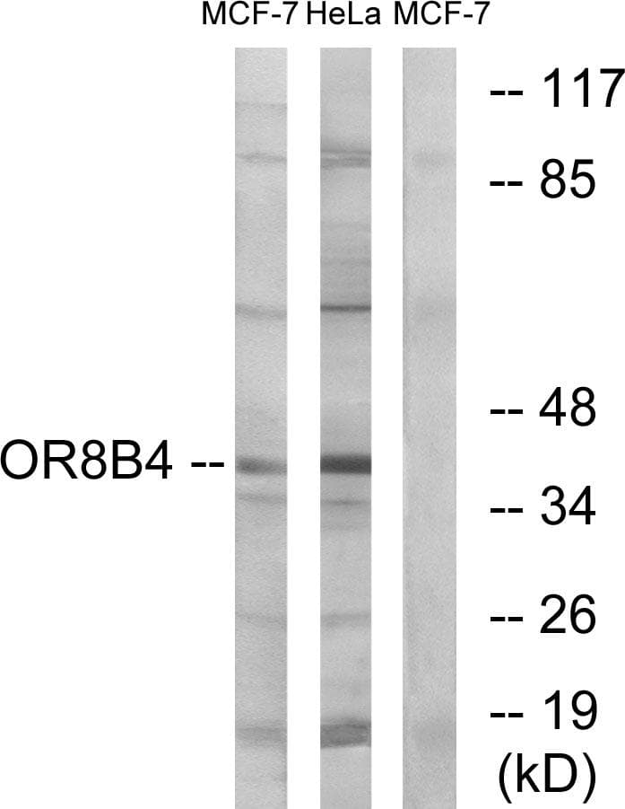 OR8B4 Antibody