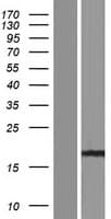 Human PPIAL4G Protein (Over-Expression Lysate Myc-DDK (Flag))