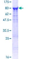 Human MSTO1 / MST Protein (Recombinant GST)