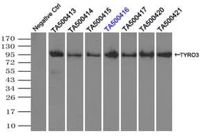 TYRO3 Antibody (clone OTI4C8)