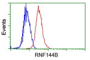 RNF144B Antibody (clone OTI3C2)