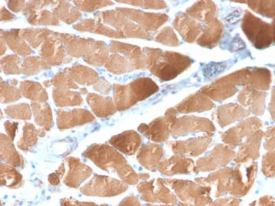 DES / Desmin Antibody (clone DES/2960R, Azide-free, Carrier-free)