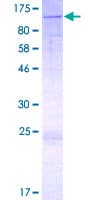 Human GOLGA1 / Golgin-97 Protein (Recombinant GST)