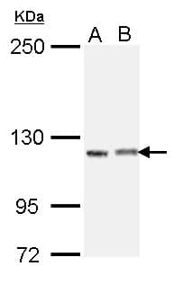 IGSF3 Antibody (aa323-593)