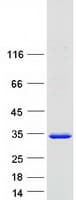 Human PSMA3 Protein (Recombinant Myc-DDK (Flag))