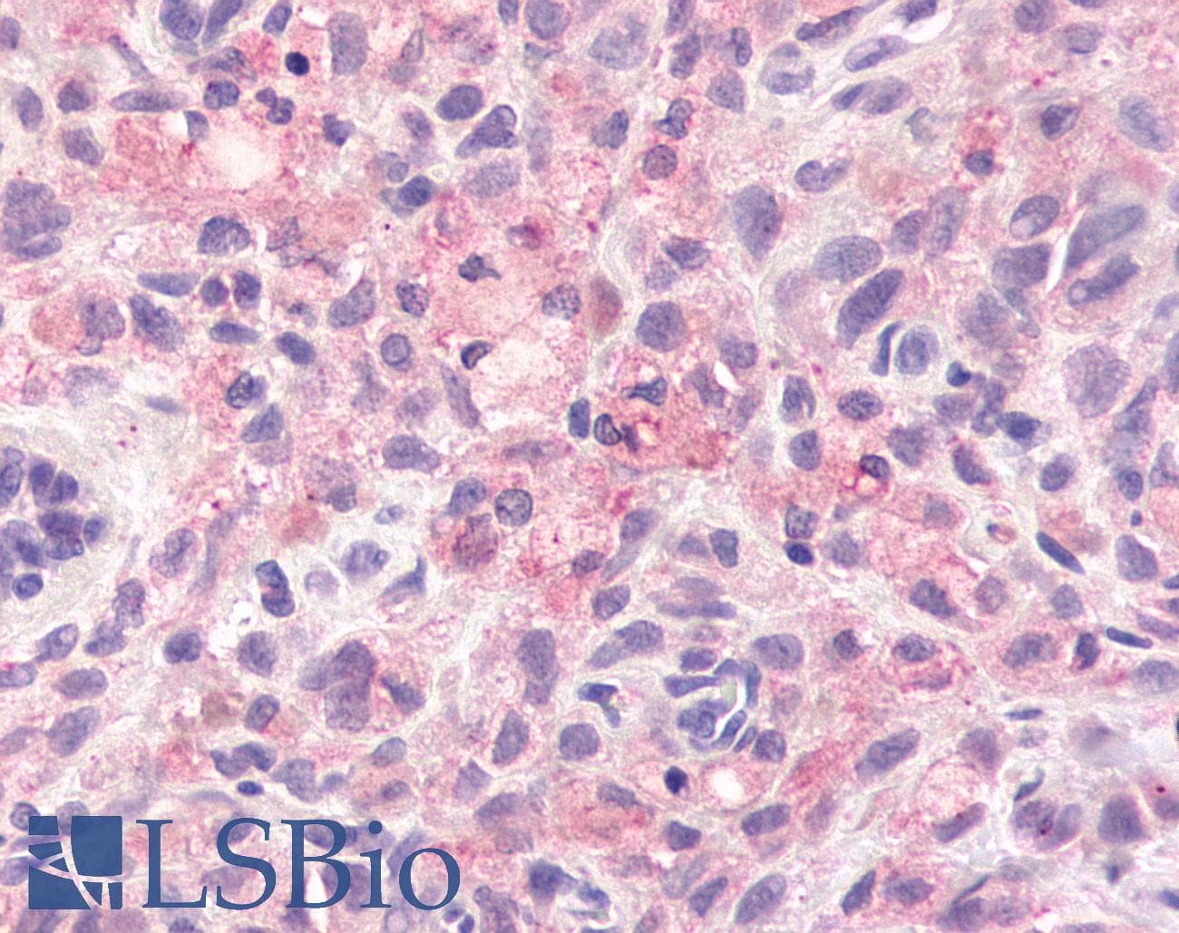 PathPlus™ GPR78 Antibody (C-Terminus)