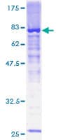 Human OLFML2A Protein (Recombinant GST)