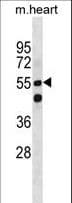Polyclonal Rabbit anti-Mouse SMARCD1 / BAF60A Antibody (aa309-335, WB)