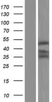 UBE2Q2 Protein (Over-Expression Lysate Myc-DDK (Flag))