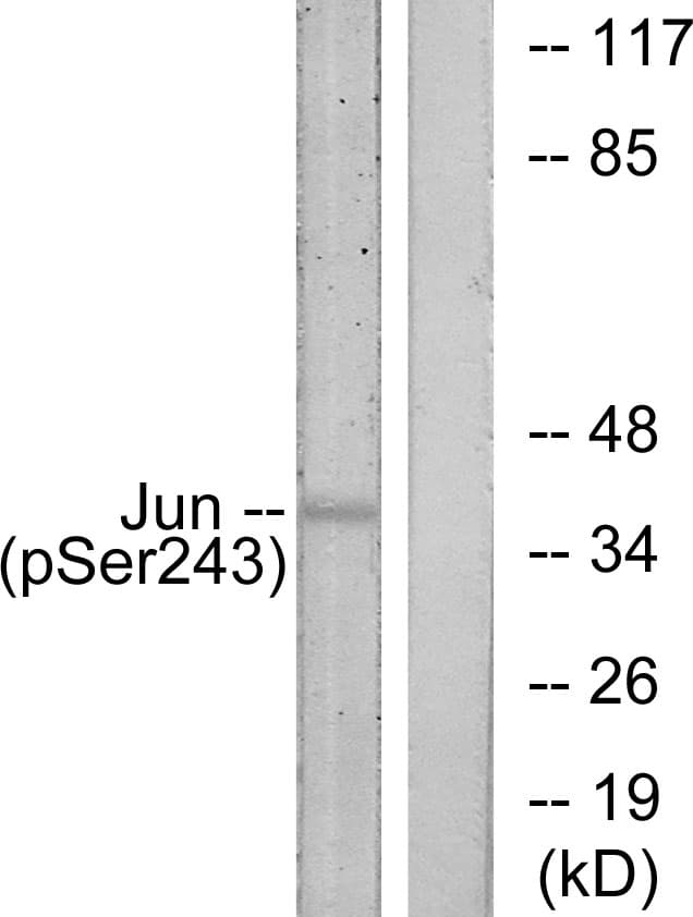 JUN / c-Jun Antibody (phospho-Ser243)