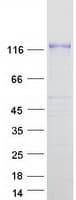 Human PCDH8 Protein (Recombinant Myc-DDK (Flag))