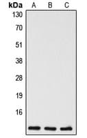 CASP5 / Caspase 5 Antibody (C-Terminus)