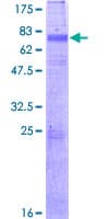 Human KCNN3 / SK3 Protein (Recombinant GST)