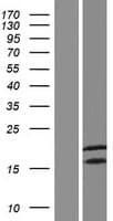 CALML4 Protein (Over-Expression Lysate Myc-DDK (Flag))