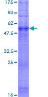 Human OR52D1 Protein (Recombinant GST)