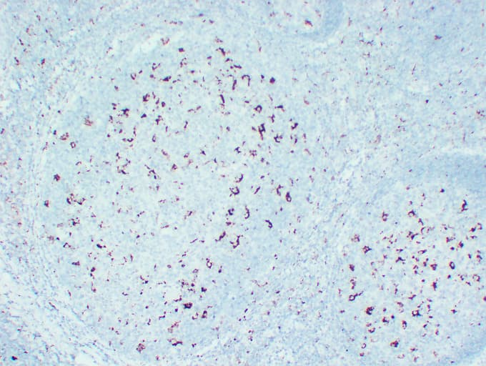 CD68 Antibody (clone ABT-CD68)