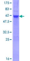 Human TCEAL4 Protein (Recombinant GST)