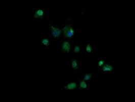Monoclonal Mouse anti-Human GZMB / Granzyme B Antibody (clone OTI4E4, IHC, IF, WB)
